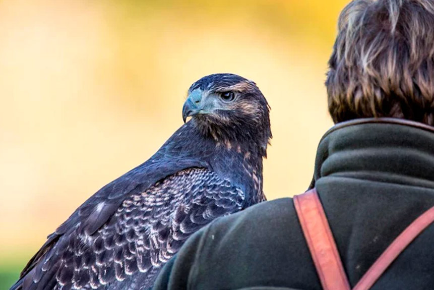 National Centre for Birds of Prey